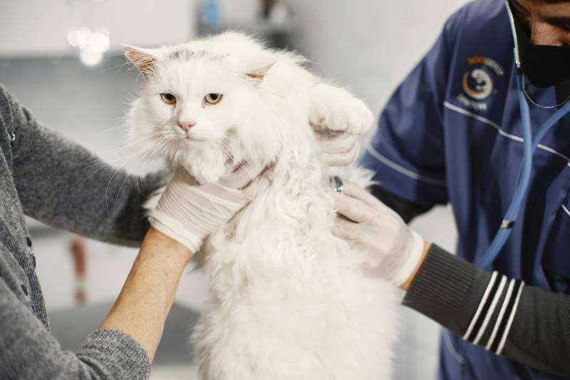 Elidem, partenaire des vétérinaires et professionnels animaliers du Tarn (66) - Albi, Castres, Carmaux, Gaillac, Graulhet